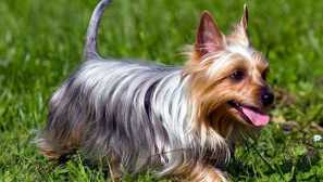 Австралийски копринен териер: природата и историята на породата